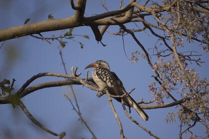 Southern red-billed hornbill