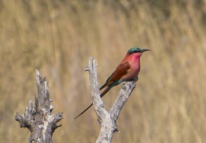 Southern carmine bee-eater