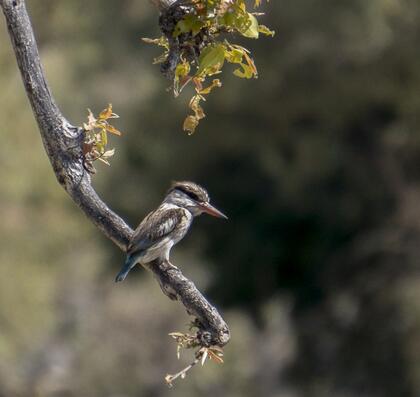 Striped kingfisher