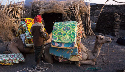 Camels