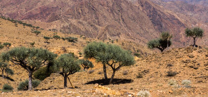 Dragon trees