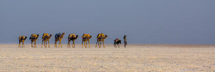 Camel train