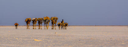 Camel train