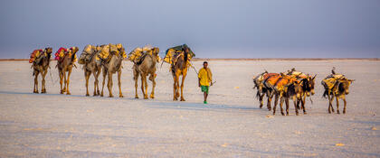 Camel train