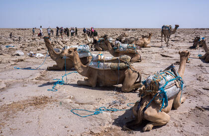 Camels