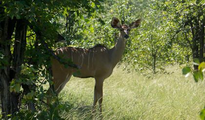 Kudu