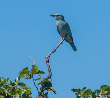 European roller