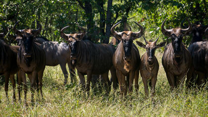 Wildebeest