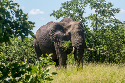 Elephant