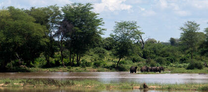 Elephants