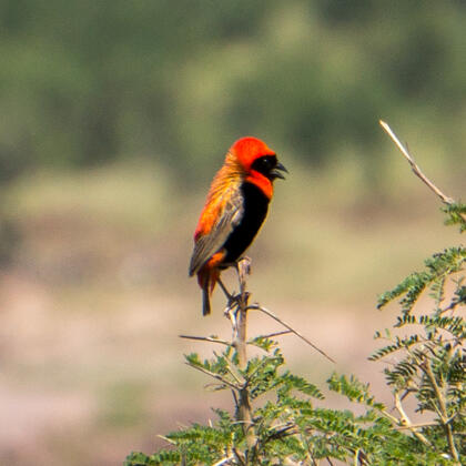 Bishop bird