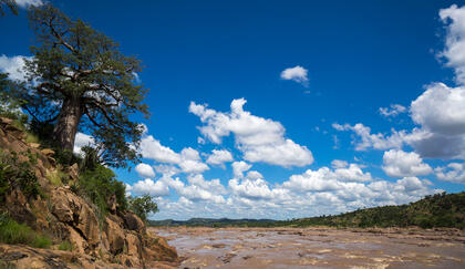 Baobab