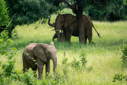 Elephants