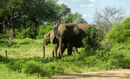 Elephants