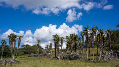 Aloes