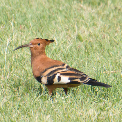 Hoopoe