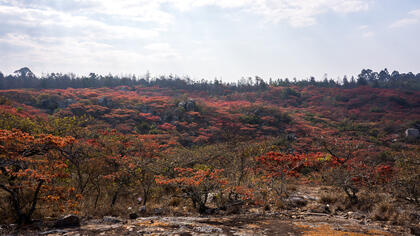 Nyanga