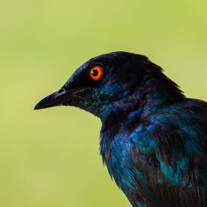 Starling