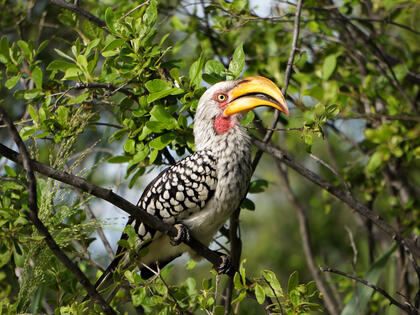 Hornbill