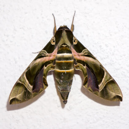 Hawk moth