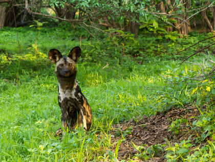 Wild dog