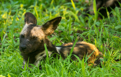Wild dog
