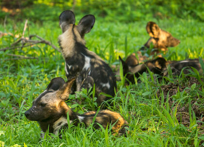 Wild dog