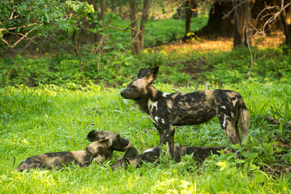 Wild dog
