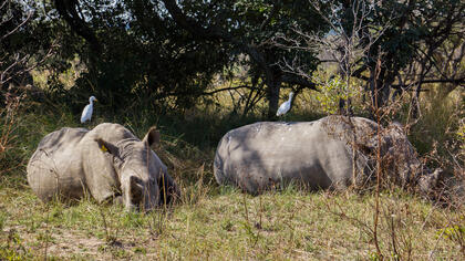 Rhino