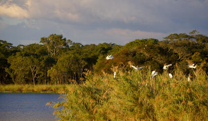 Egrets