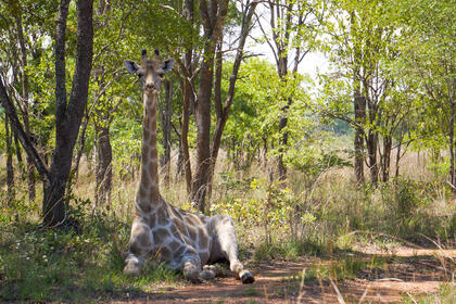 Giraffe