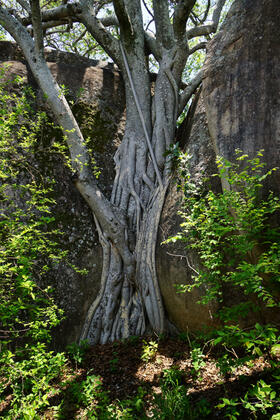 Rock fig