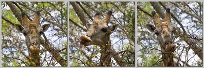 Giraffe