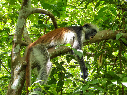 Zanzibar red colobus
