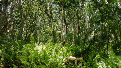 Mahogany Forest