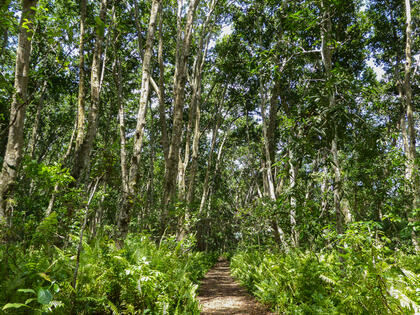 Mahogany Forest