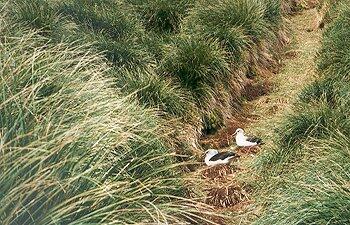 Albatross