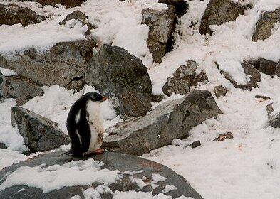 Gentoo chick