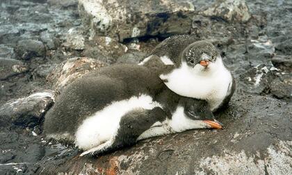 Gentoo chicks