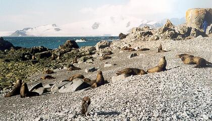 Fur seal