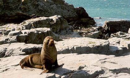 Fur seal