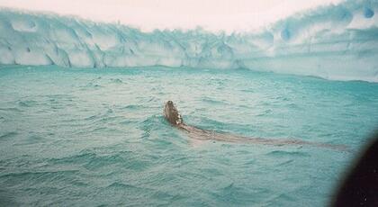 Leopard seal