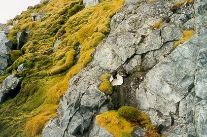 Lichen