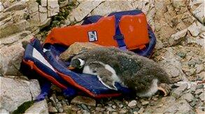 Gentoo chick