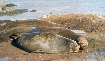 Elephant seals