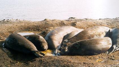 Elephant seals