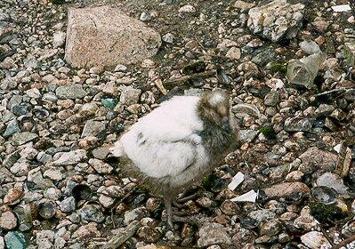 Paddy chick