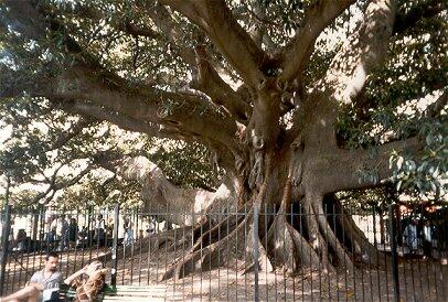 Rubber tree