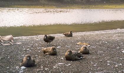 Skuas