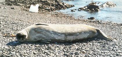 Weddell seal